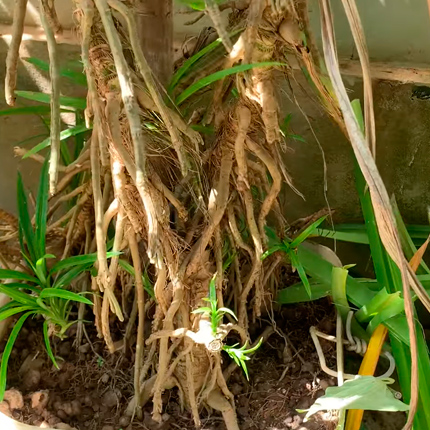 Порошок для вкорінення рослин Порошок для вкорінення рослин