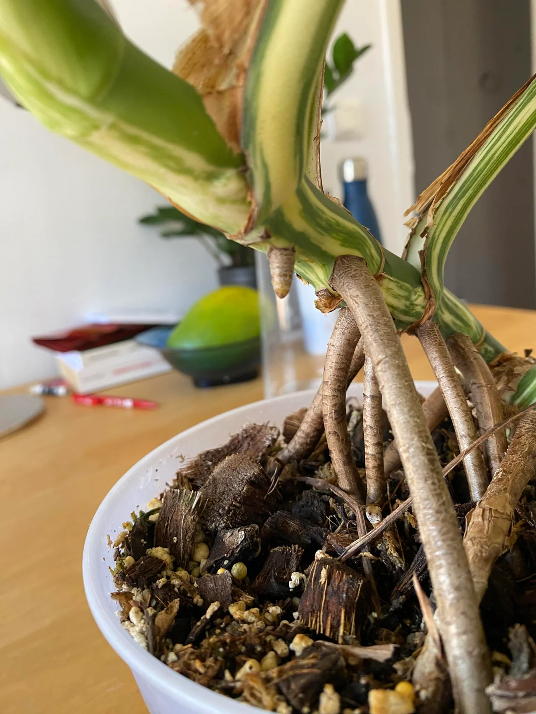 Порошок для вкорінення рослин Порошок для вкорінення рослин