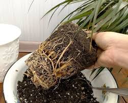 Порошок для вкорінення рослин Порошок для вкорінення рослин